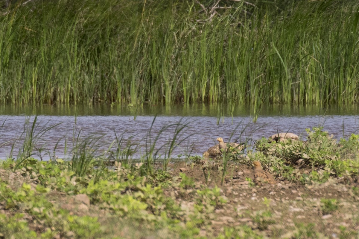 Chestnut-bellied Sandgrouse - ML624110016