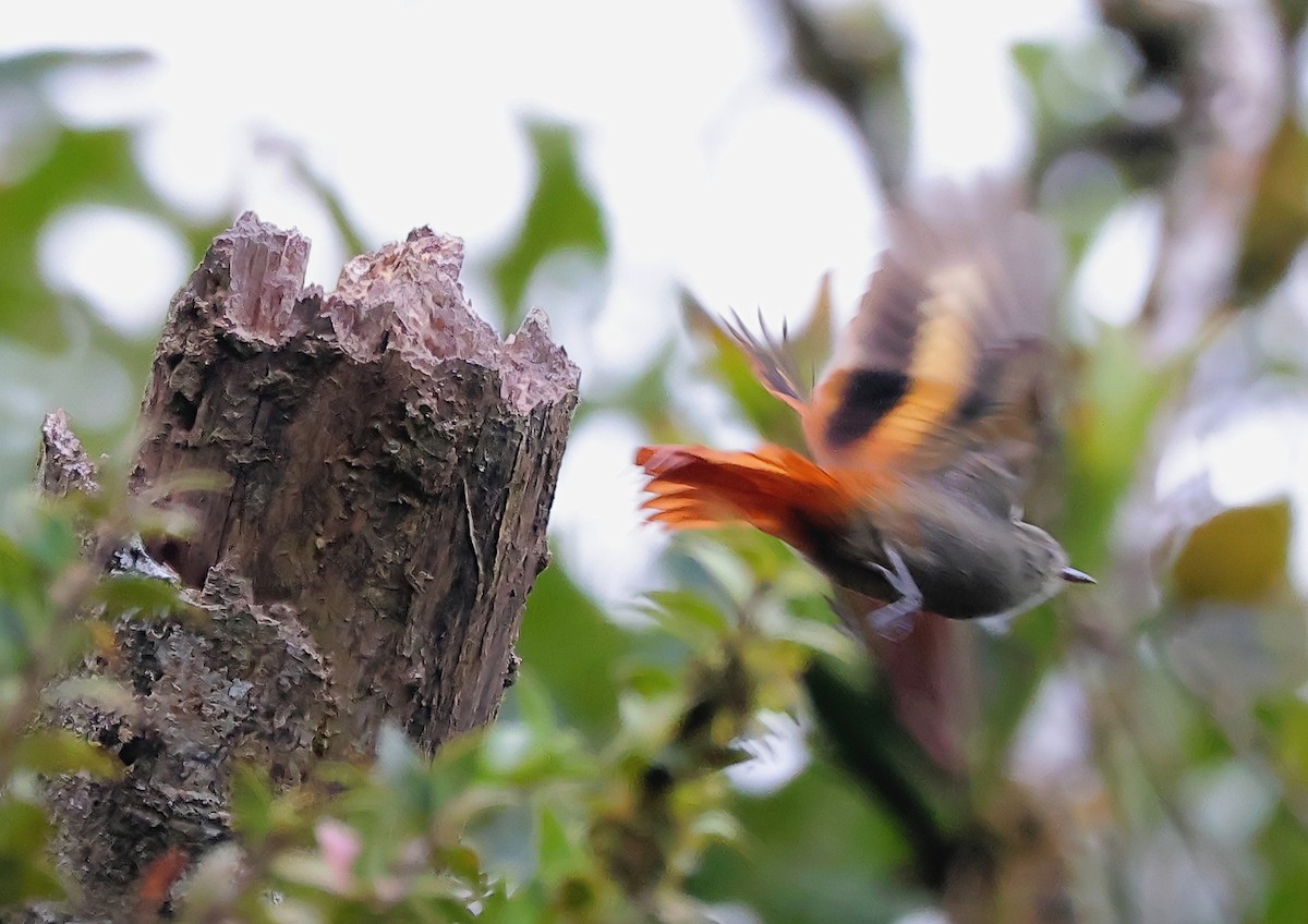 Olivaceous Woodcreeper - ML624110022