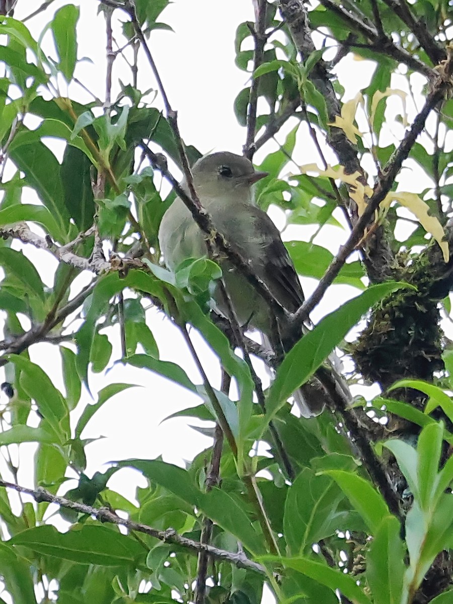 Mountain Elaenia - Gareth Hughes