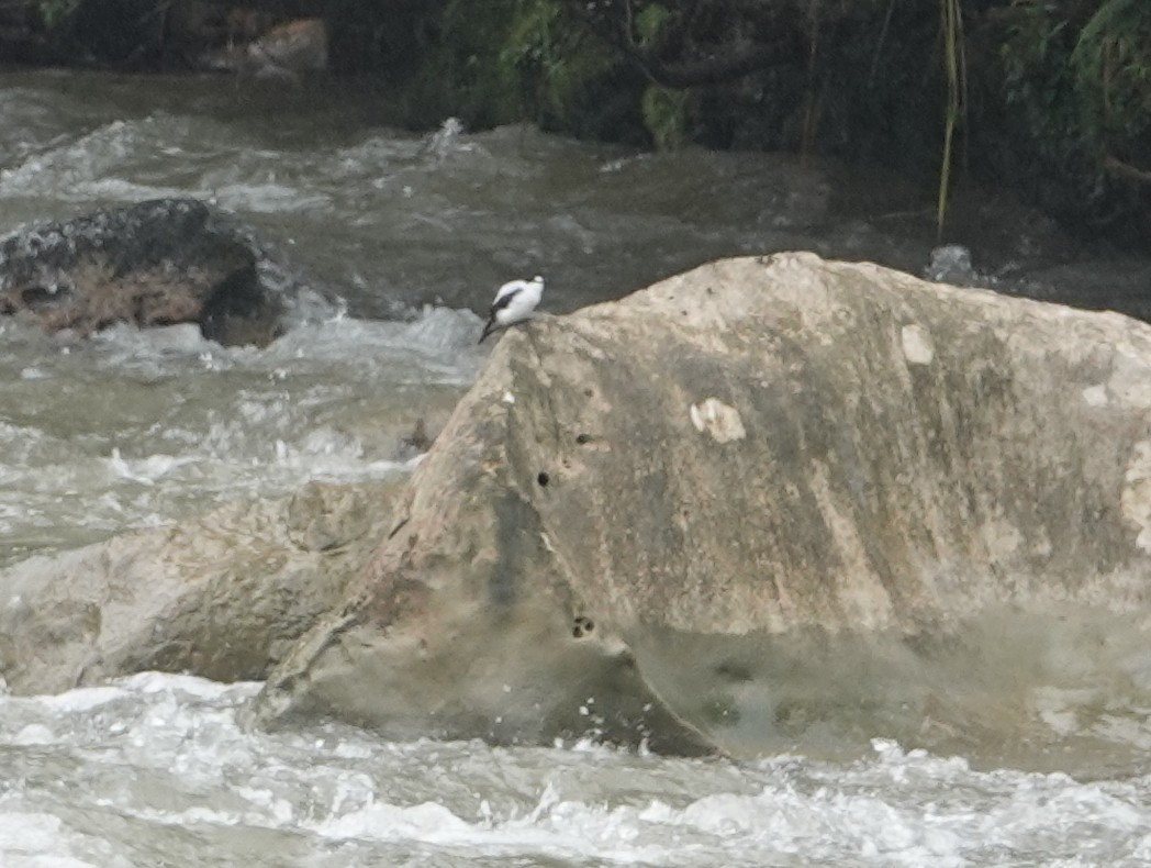 Torrent Flyrobin - ML624110034