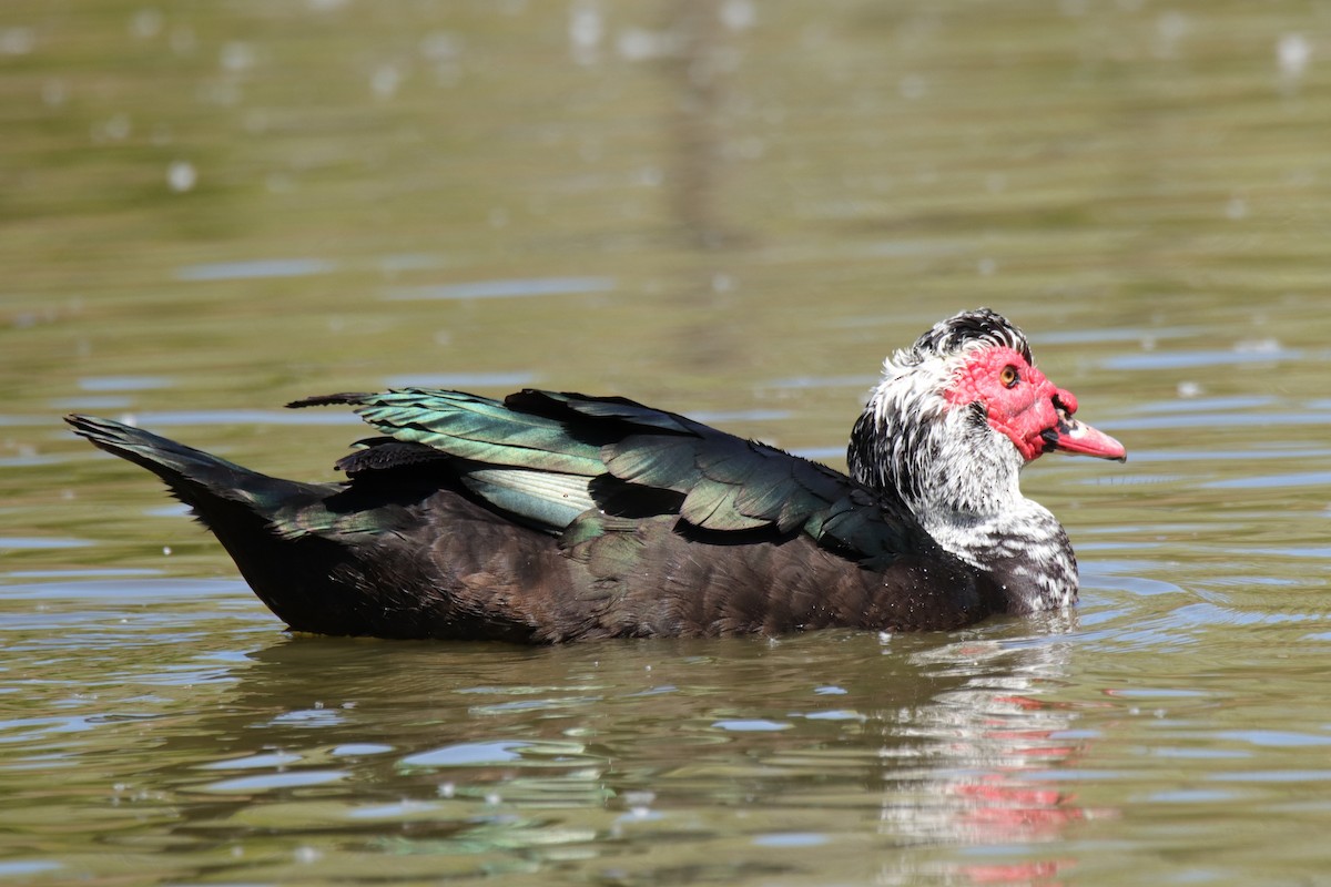 Muscovy Duck (Domestic type) - ML624110052