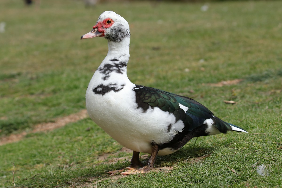 Muscovy Duck (Domestic type) - ML624110053