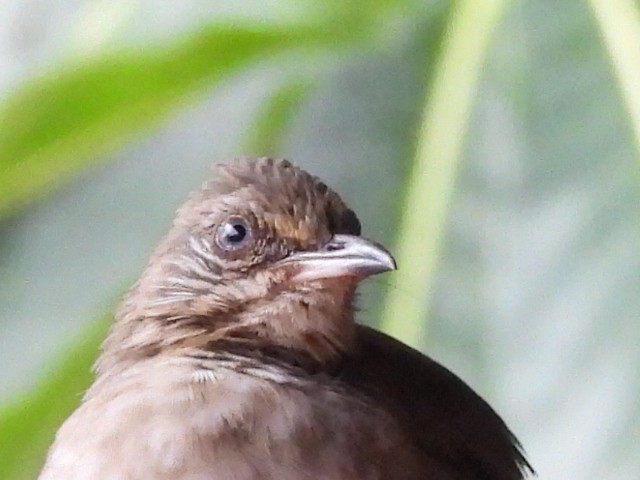 Streak-eared Bulbul - ML624110061