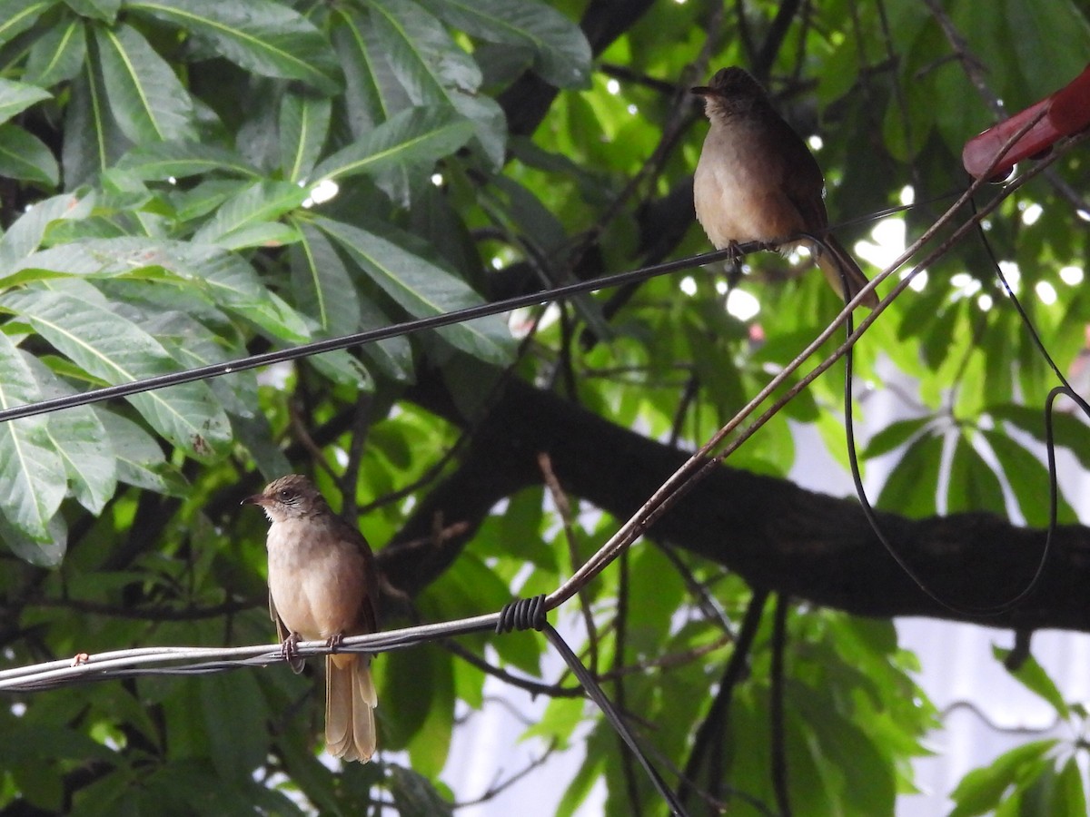 Streak-eared Bulbul - ML624110062