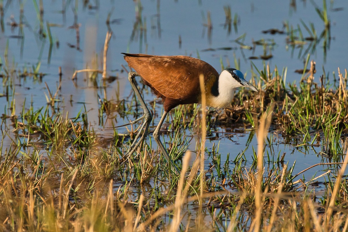 African Jacana - Nicola Marchioli