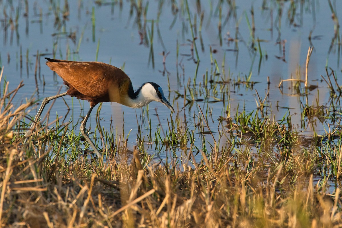 Jacana à poitrine dorée - ML624110070