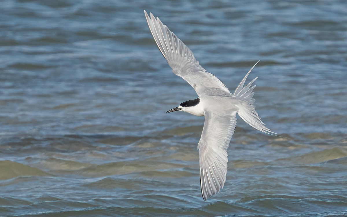 White-fronted Tern - Wouter Van Gasse