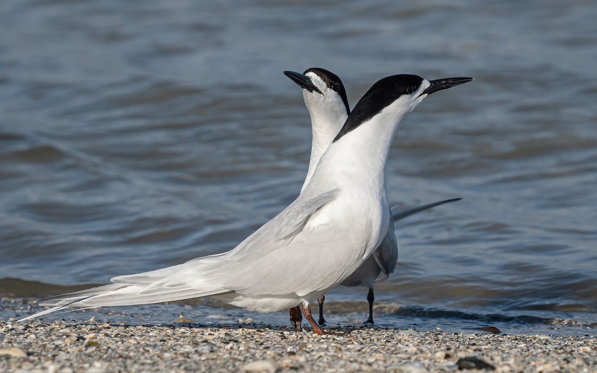 Charrán Maorí - ML624110104