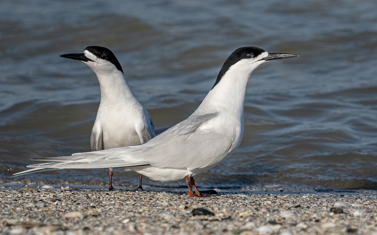 White-fronted Tern - Wouter Van Gasse