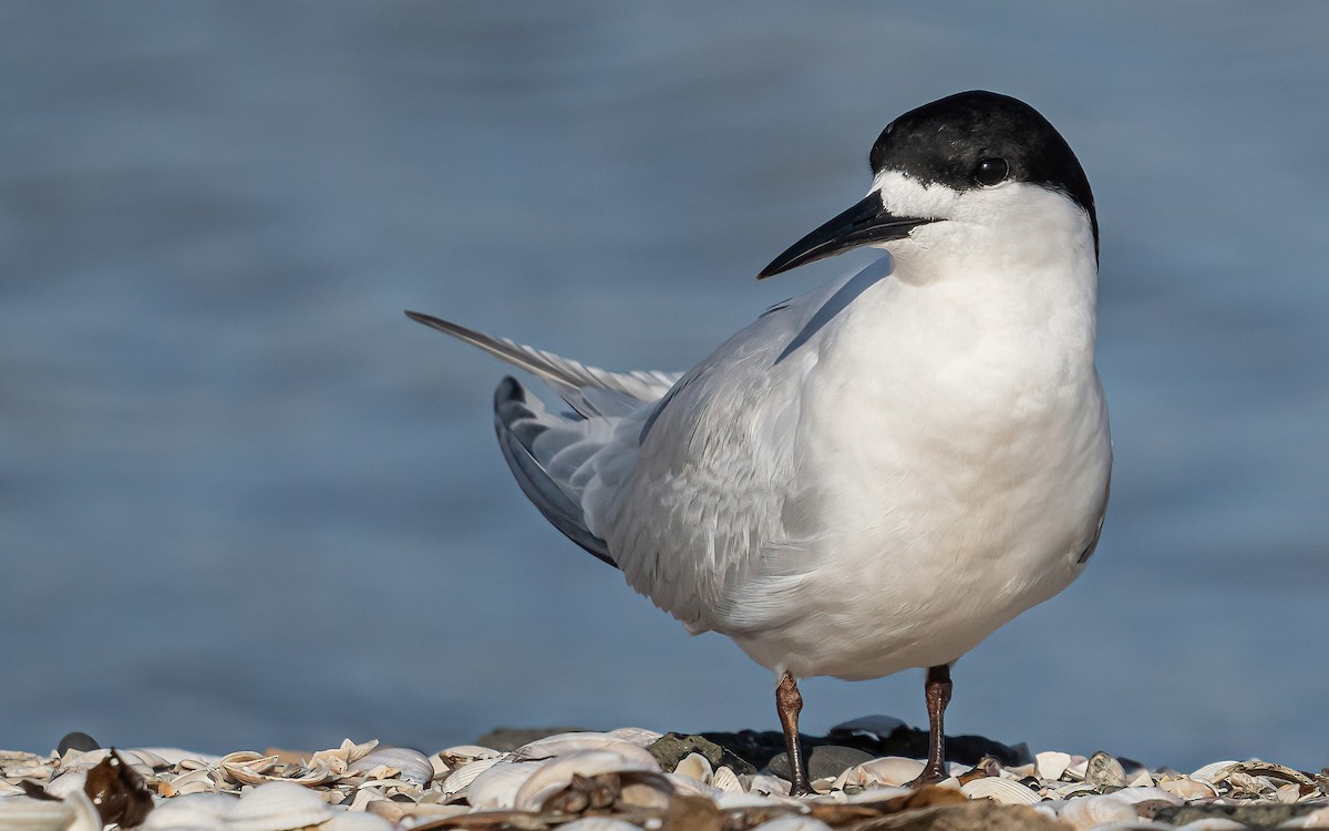 White-fronted Tern - Wouter Van Gasse