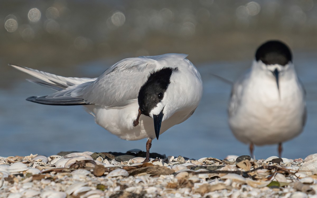 White-fronted Tern - Wouter Van Gasse