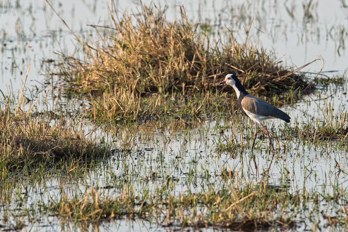 Vanneau à ailes blanches - ML624110128