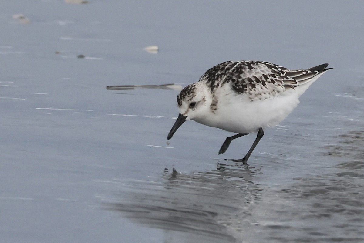 Sanderling - ML624110132