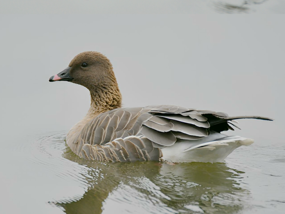 Pink-footed Goose - ML624110191