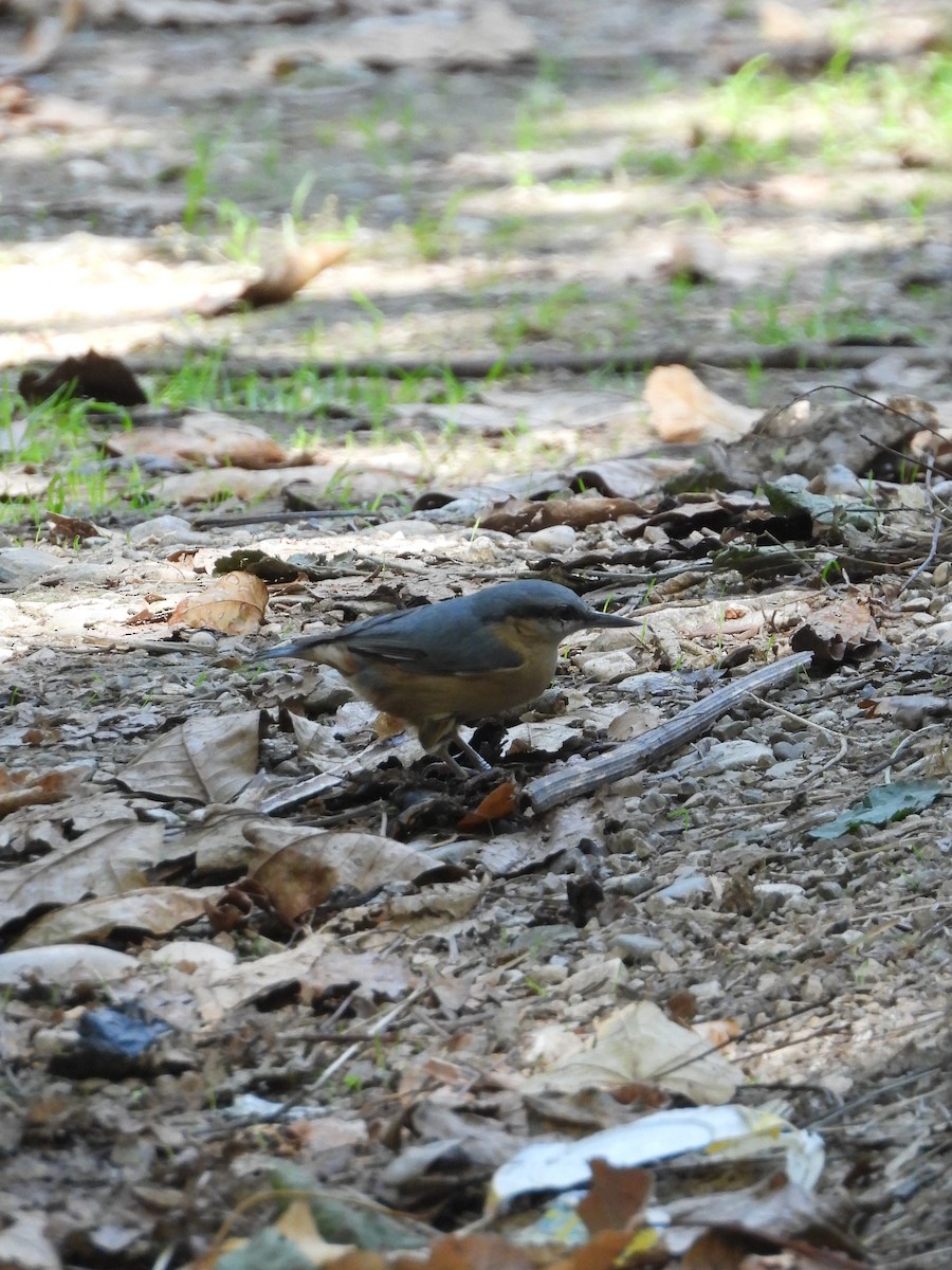 Eurasian Nuthatch - ML624110230