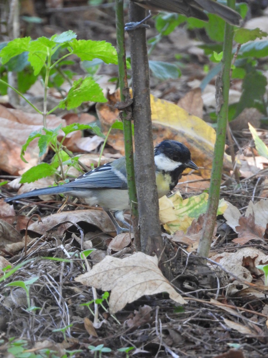 Great Tit - ML624110238