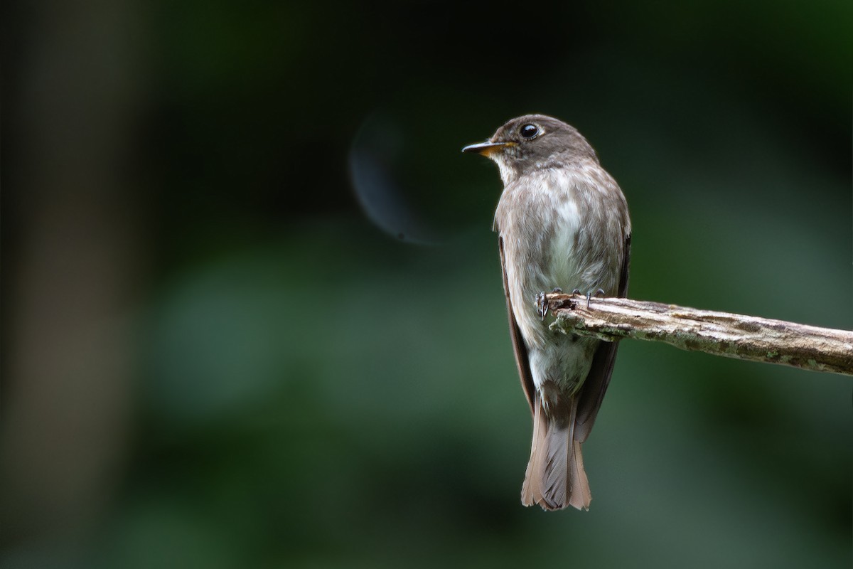 Dark-sided Flycatcher - Phakawat Kittikhunodom