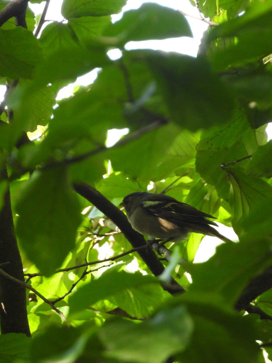 Common Chaffinch - ML624110263