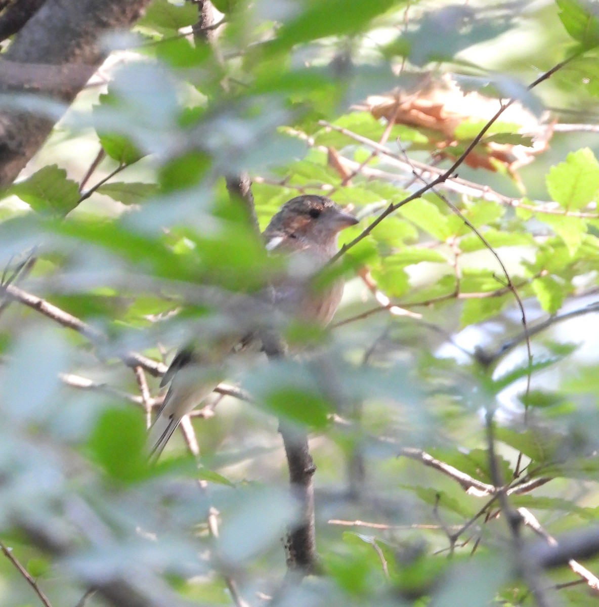 Common Chaffinch - ML624110264