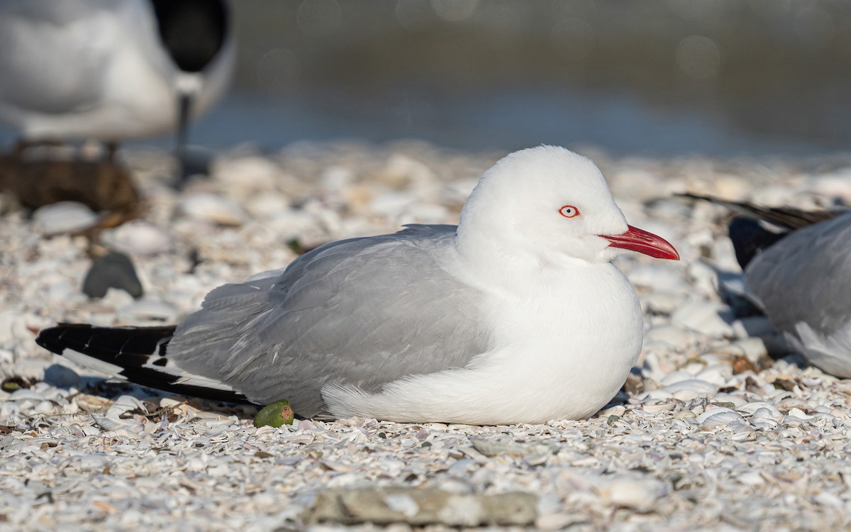 australmåke (scopulinus) (nyzealandmåke) - ML624110332