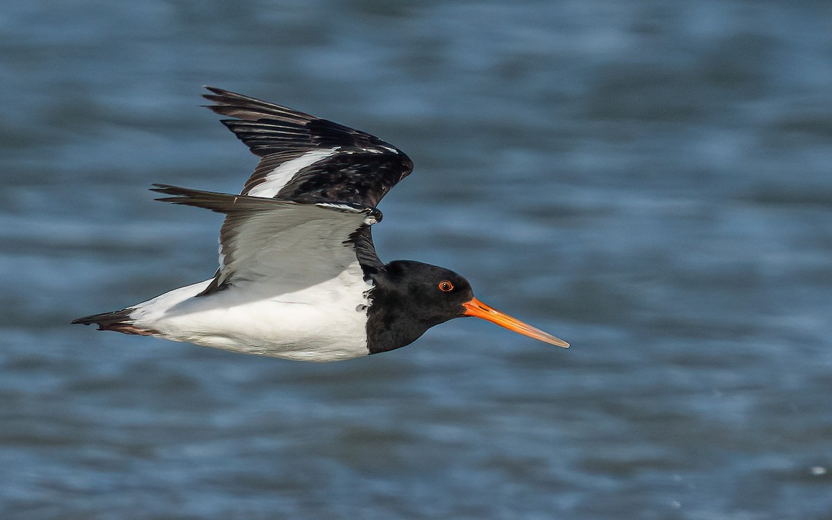 South Island Oystercatcher - ML624110340