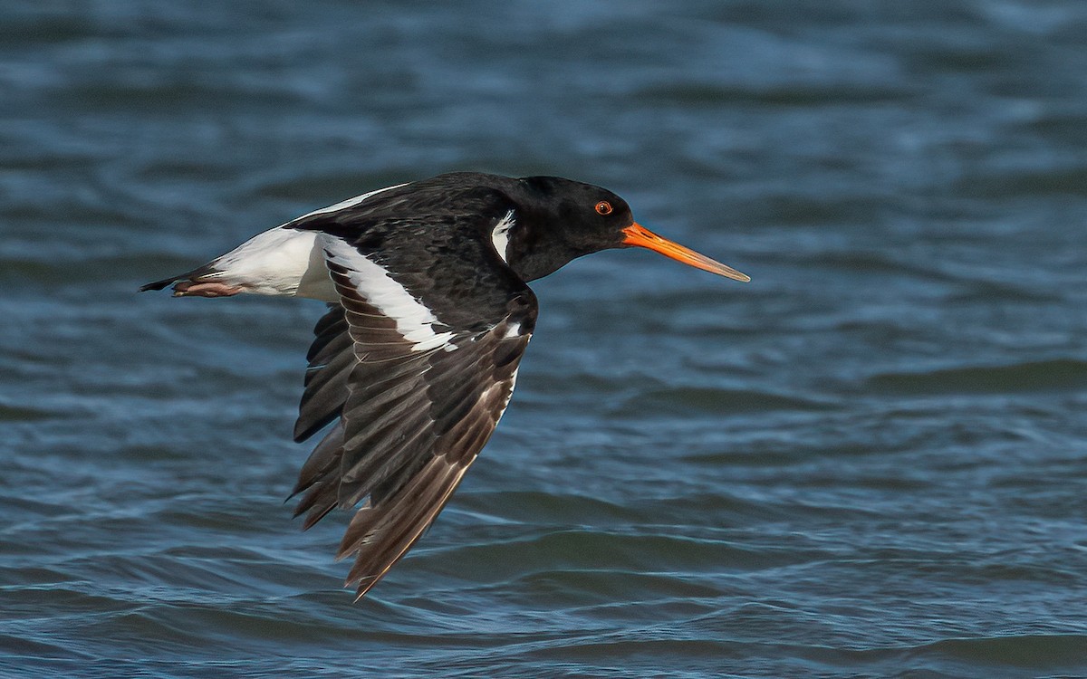 South Island Oystercatcher - ML624110341