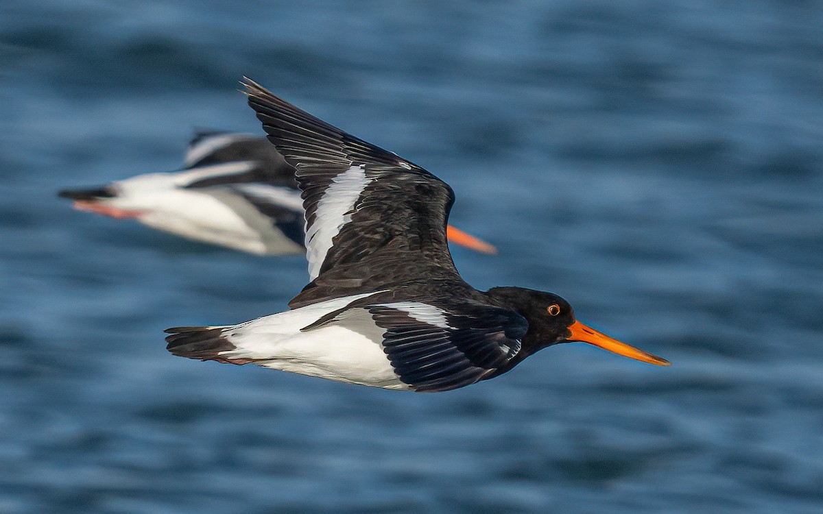 South Island Oystercatcher - ML624110342