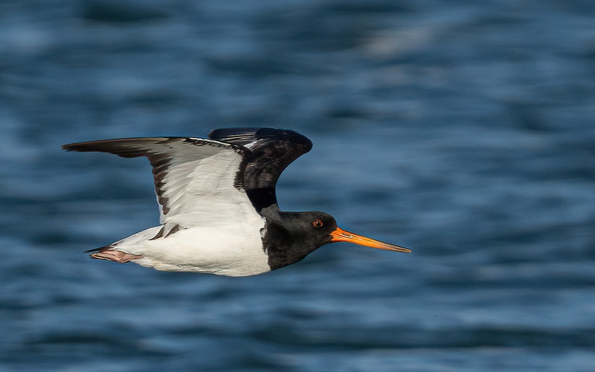 South Island Oystercatcher - ML624110343