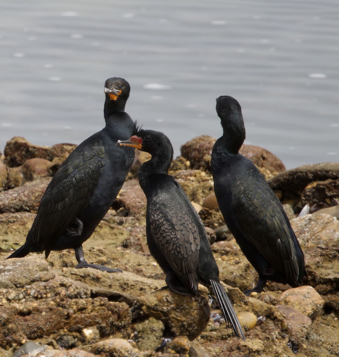 Cape Cormorant - ML624110351