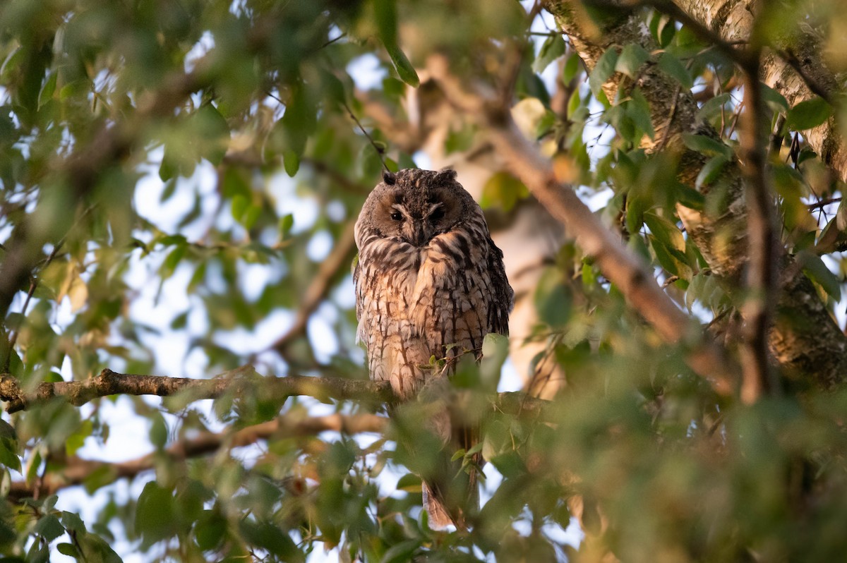 Long-eared Owl - Lars Burnus