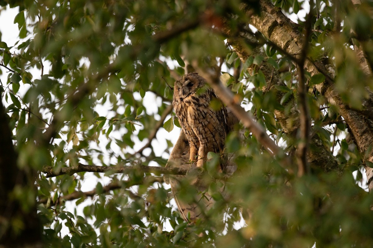 Long-eared Owl - ML624110356