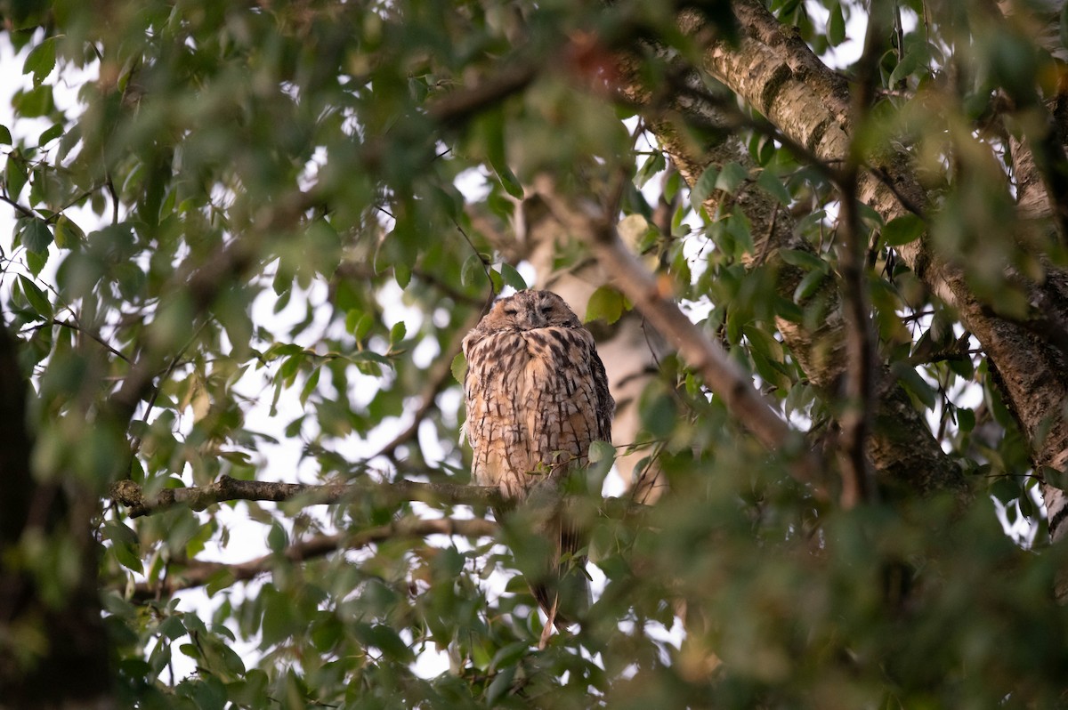 Long-eared Owl - Lars Burnus