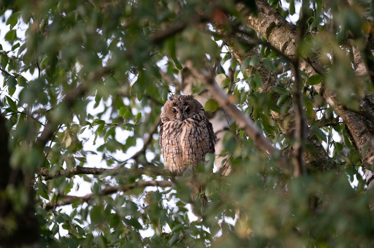 Long-eared Owl - ML624110358