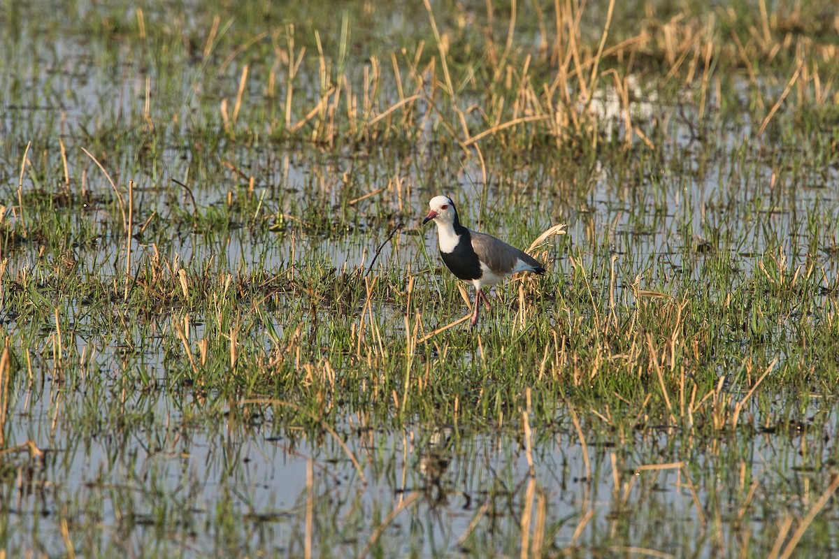 Vanneau à ailes blanches - ML624110366