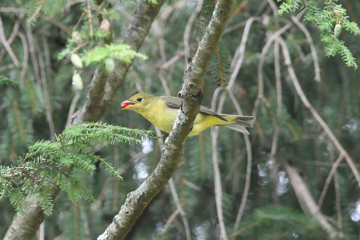 Scarlet Tanager - Dan O'Brien