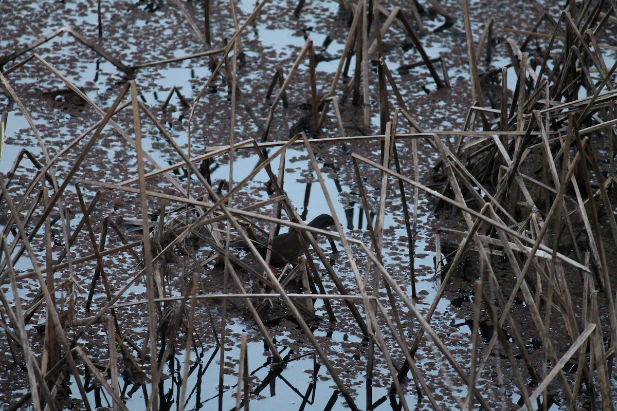 Spotless Crake - ML624110384