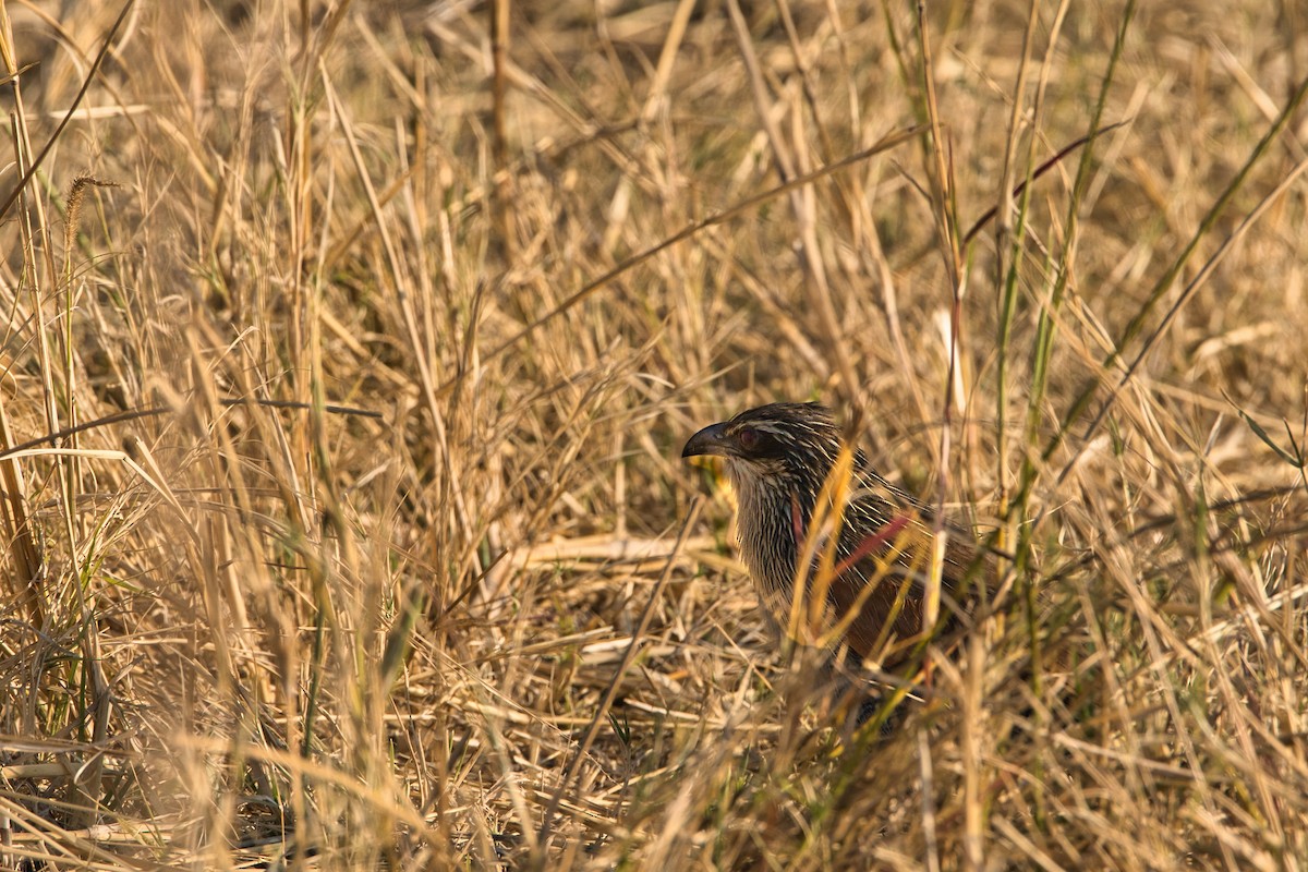 Coucal à sourcils blancs - ML624110407