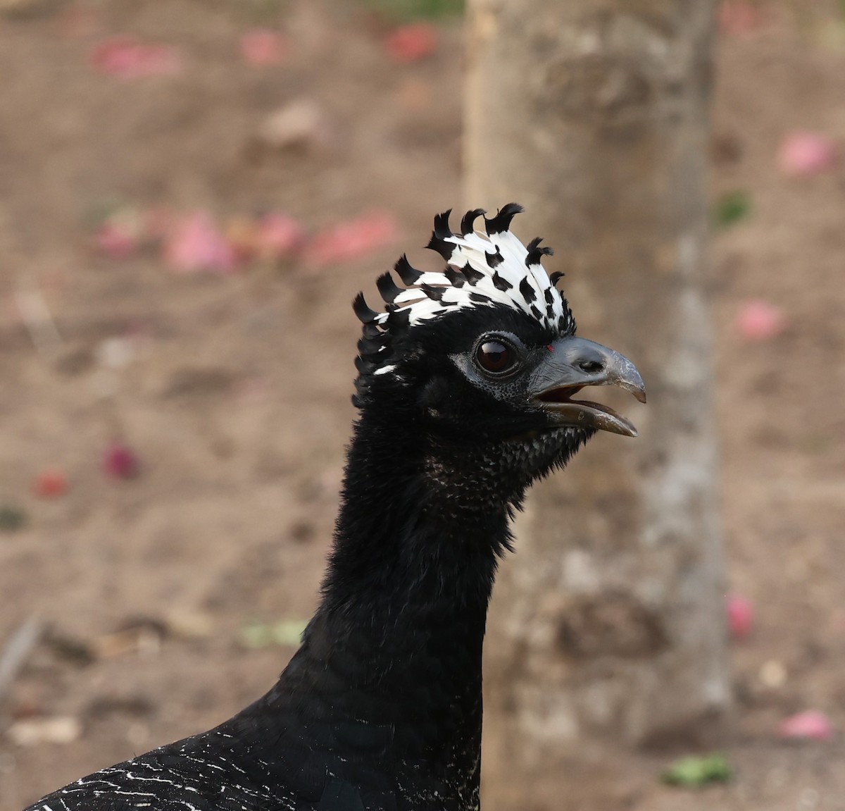 Bare-faced Curassow - ML624110422