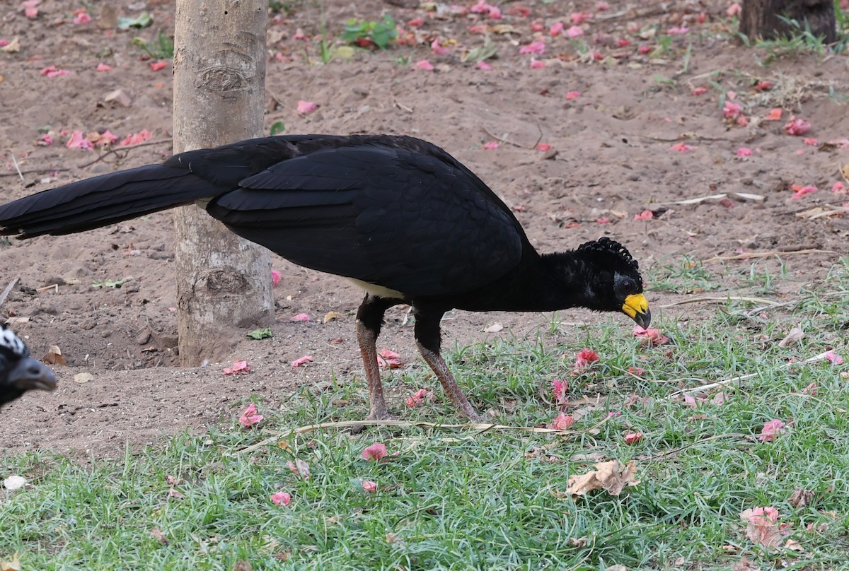 Bare-faced Curassow - Dawn Lloyd