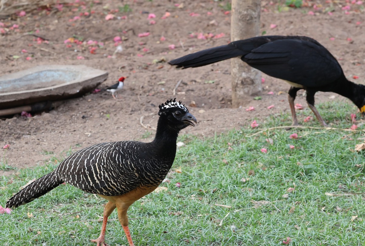 Bare-faced Curassow - ML624110424