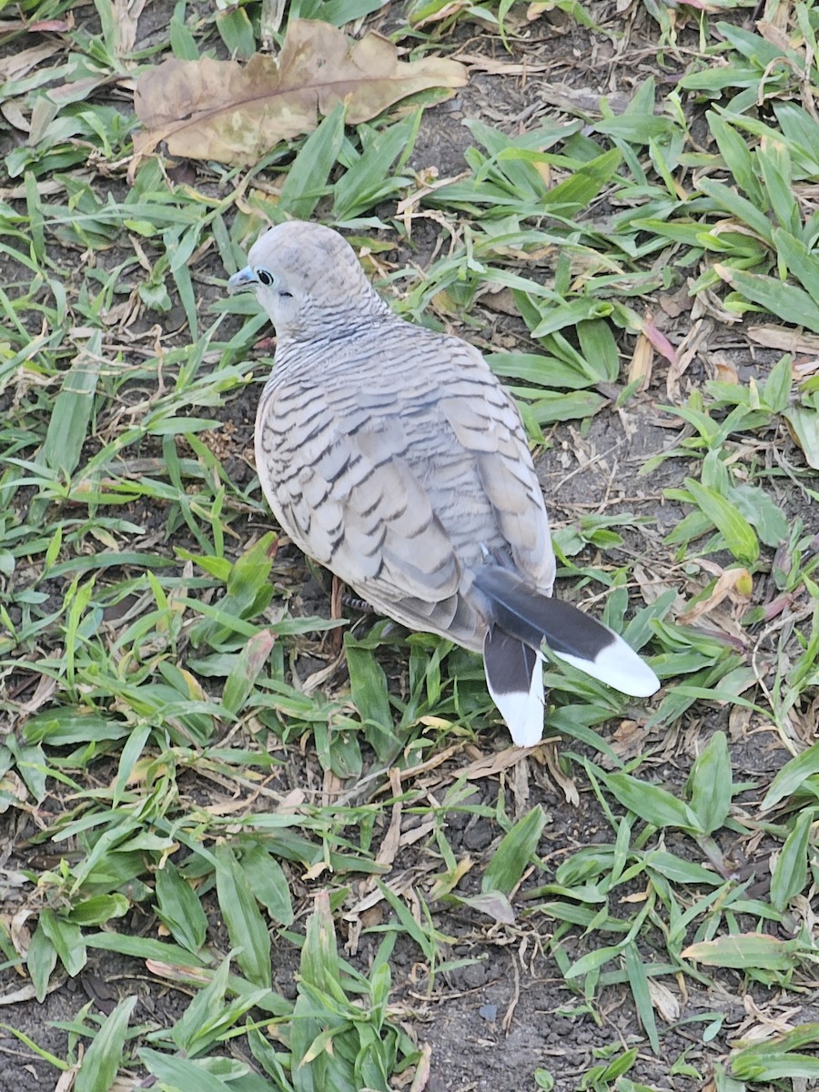 Peaceful Dove - ML624110430