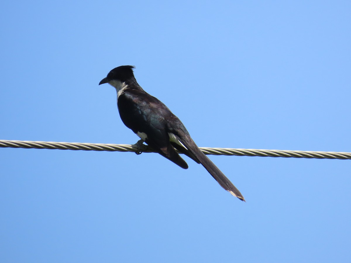 Pied Cuckoo - ML624110431