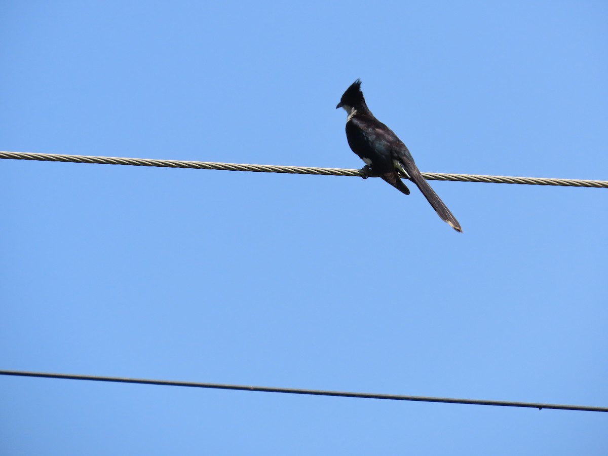 Pied Cuckoo - ML624110432