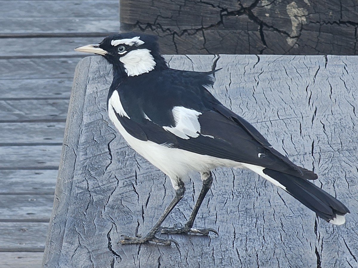 Magpie-lark - ML624110444