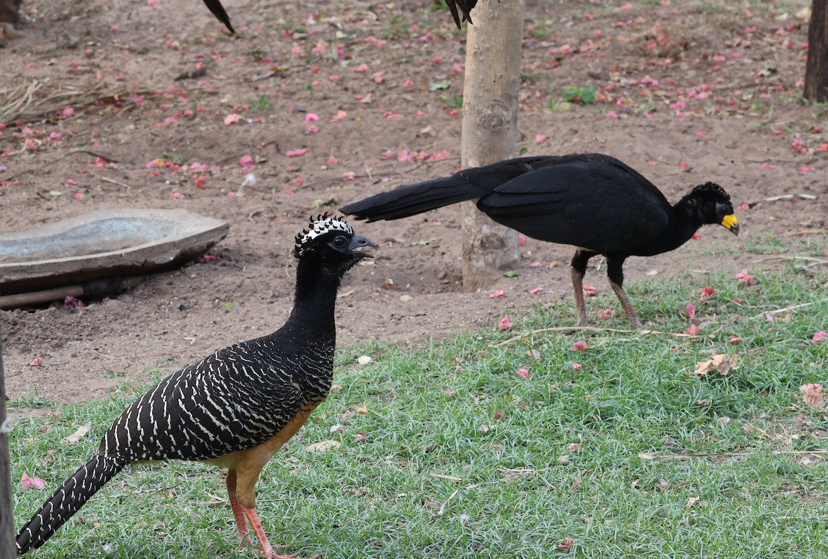 Bare-faced Curassow - ML624110454