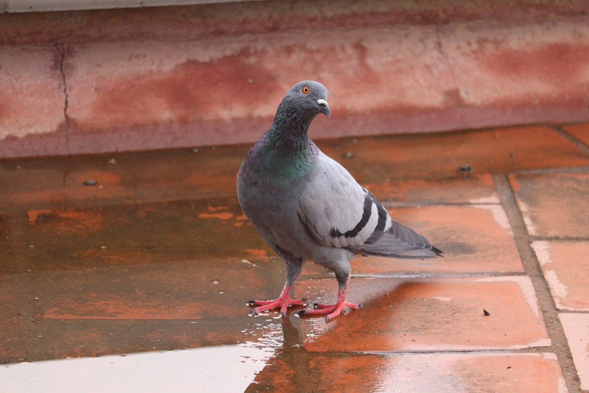 Rock Pigeon (Feral Pigeon) - ML624110478