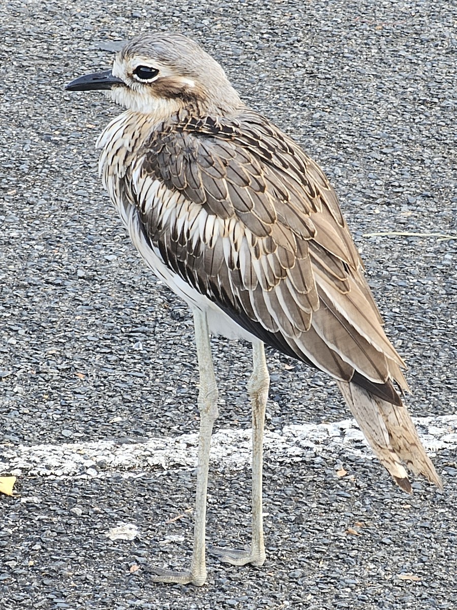 Bush Thick-knee - ML624110480