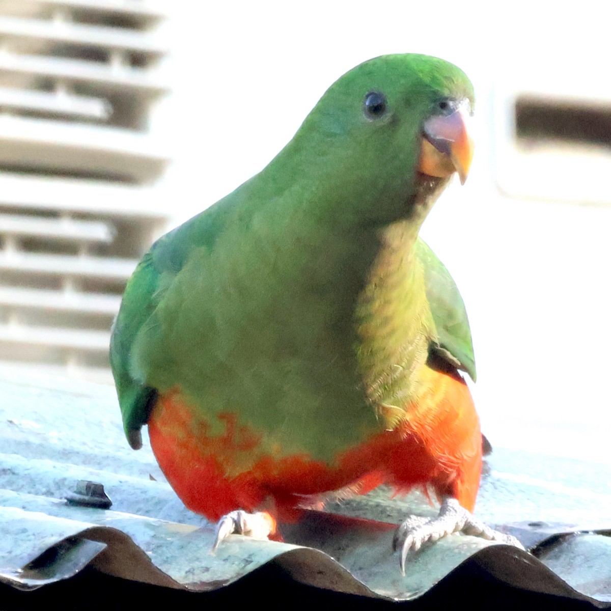 Australian King-Parrot - ML624110528