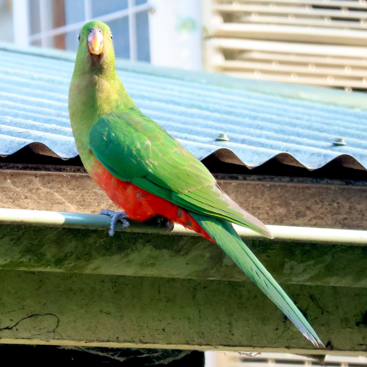 Australian King-Parrot - ML624110529