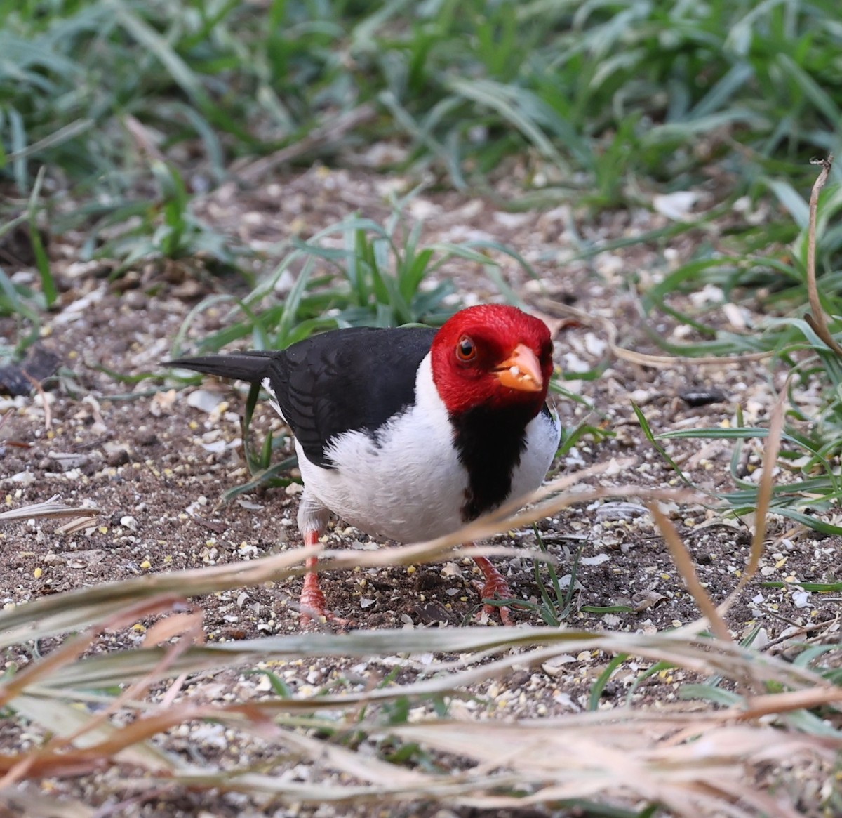 Yellow-billed Cardinal - ML624110537